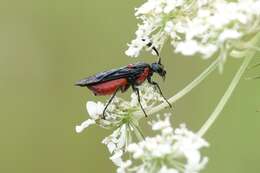 Image of Poison Ivy Sawfly