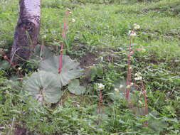 Слика од Begonia monophylla Pav. ex A. DC.