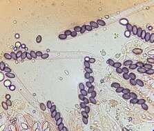 Слика од Ascobolus crenulatus P. Karst. 1868