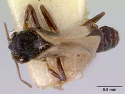 Image of Doleromyrma