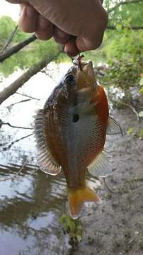 Image of Redbreast Sunfish