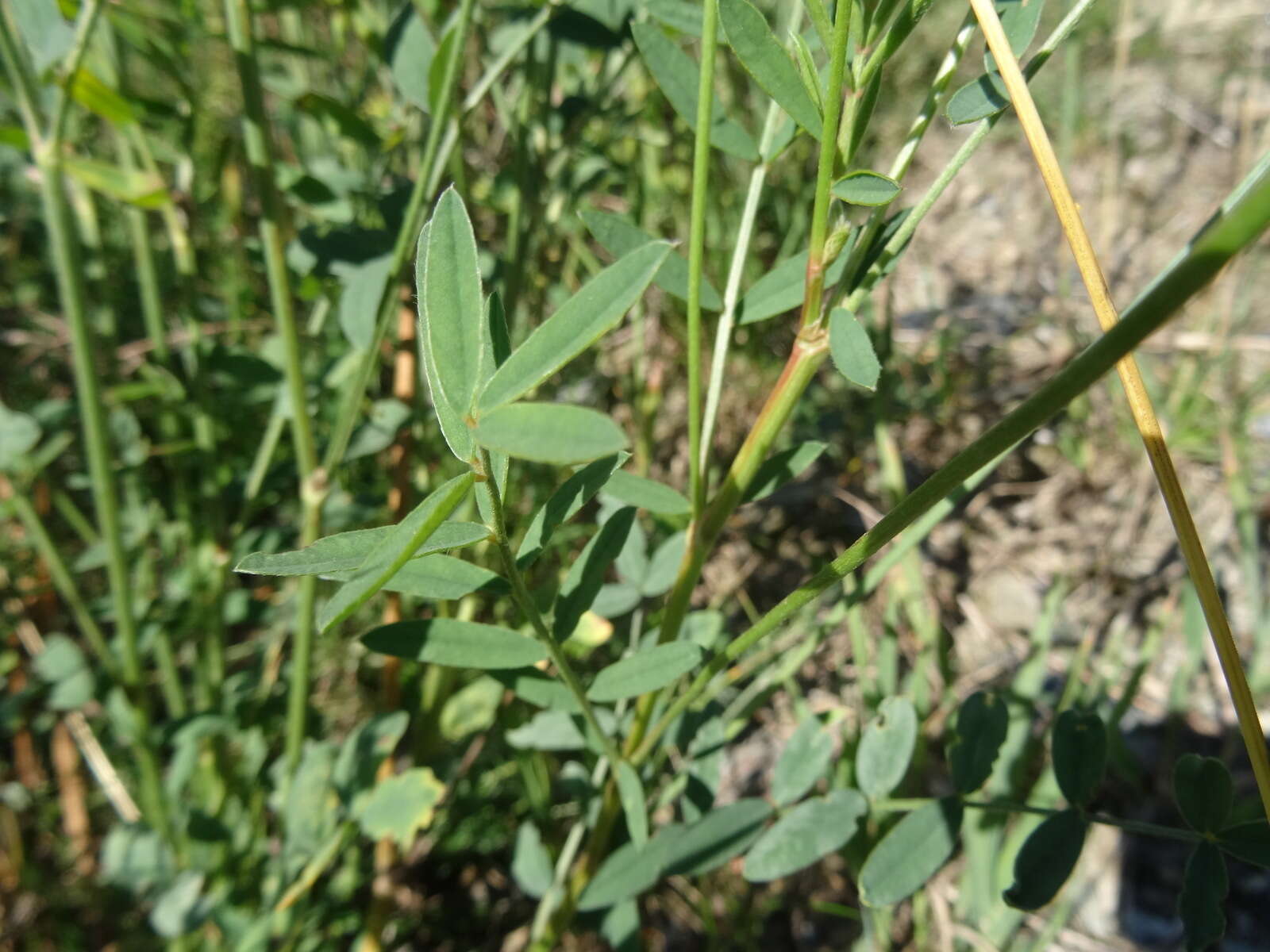 Image of Onobrychis saxatilis (L.) Lam.