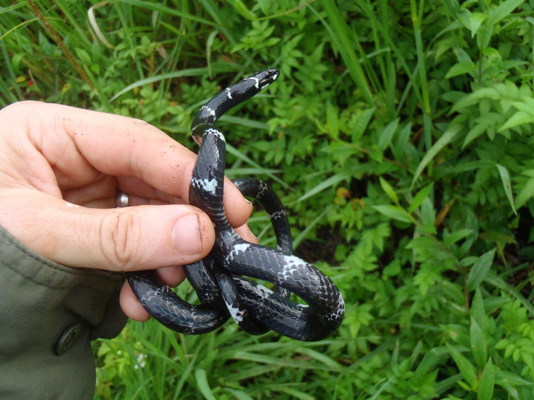 Image of Black Halloween Snake