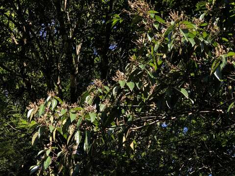 Image of Symplocos cochinchinensis subsp. cochinchinensis