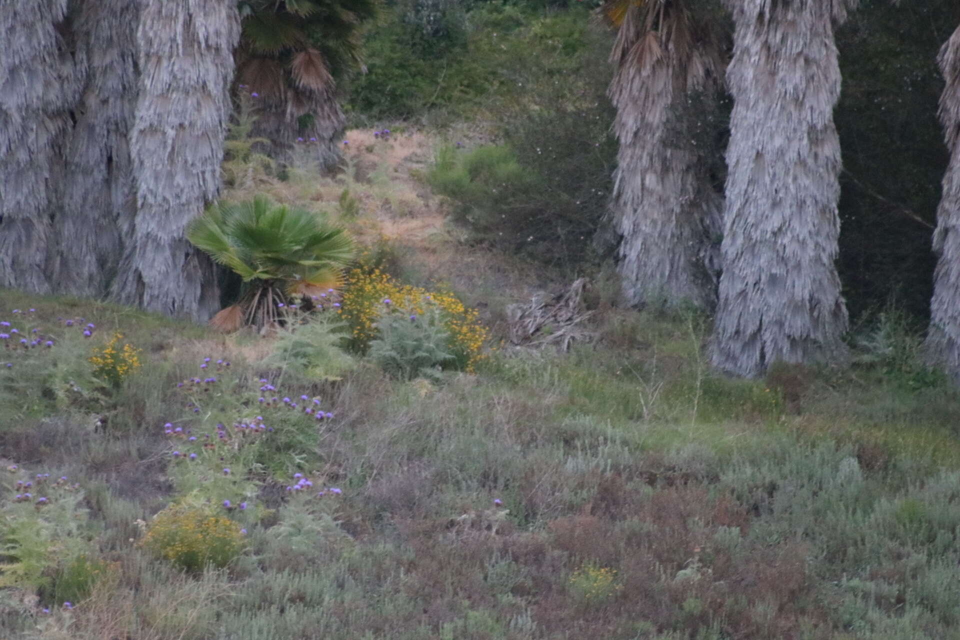 Image of <i>Senecio <i>linearifolius</i></i> var. linearifolius