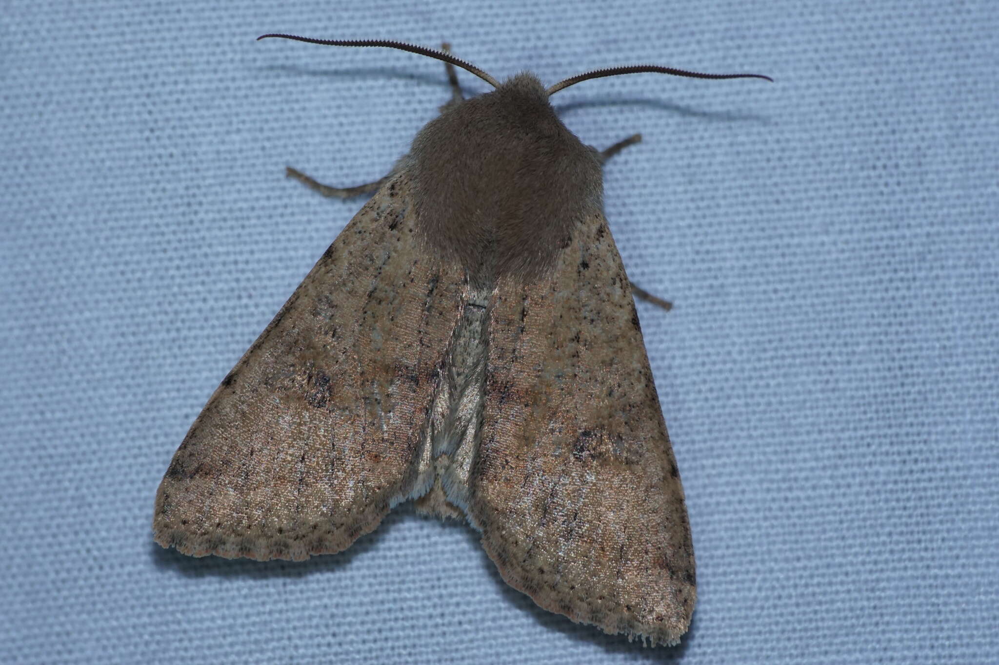 Image of Orthosia pacifica Harvey 1874