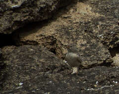 Image of Desert Lark