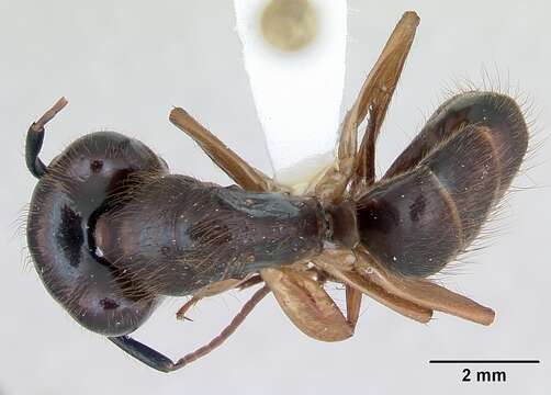 Image of Florida Carpenter Ant