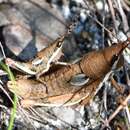 صورة Monistria maculicornis Sjöstedt 1921