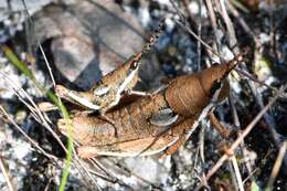 صورة Monistria maculicornis Sjöstedt 1921