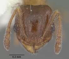 Pheidole bicarinata Mayr 1870 resmi