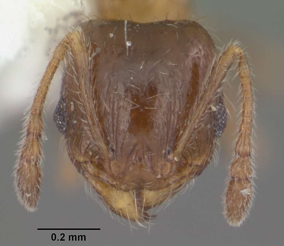 Image de Pheidole bicarinata Mayr 1870