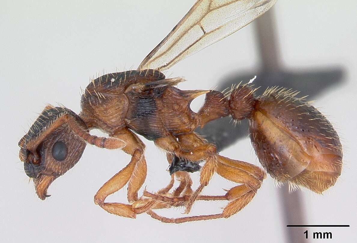 Image of Myrmica lonae