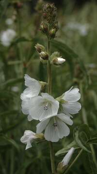 Image of white checkerbloom