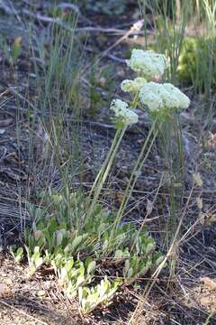 صورة Eriogonum umbellatum var. majus Hooker