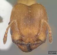 Pheidole bicarinata Mayr 1870 resmi