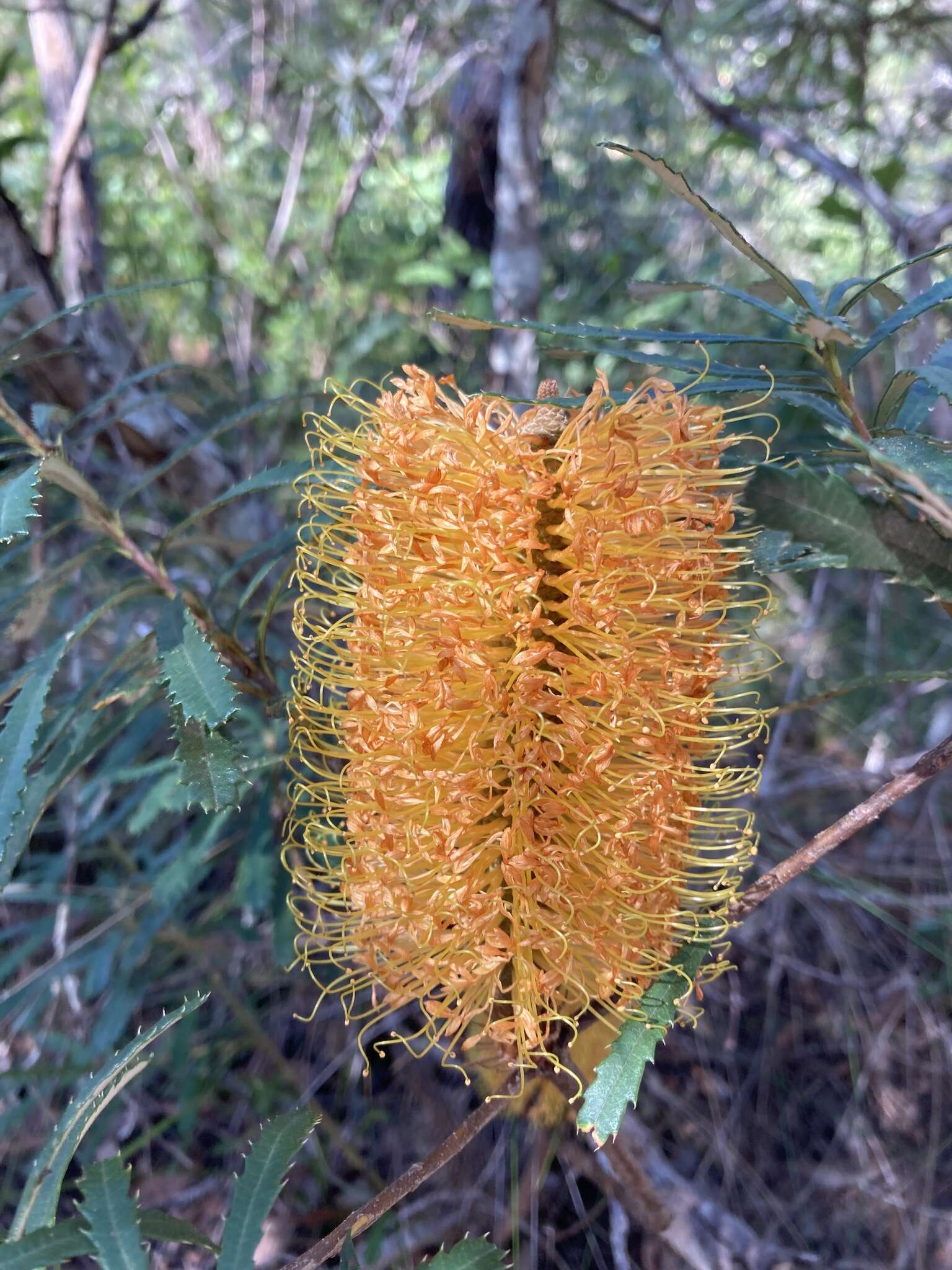 Imagem de Banksia spinulosa var. collina (R. Br.) A. S. George