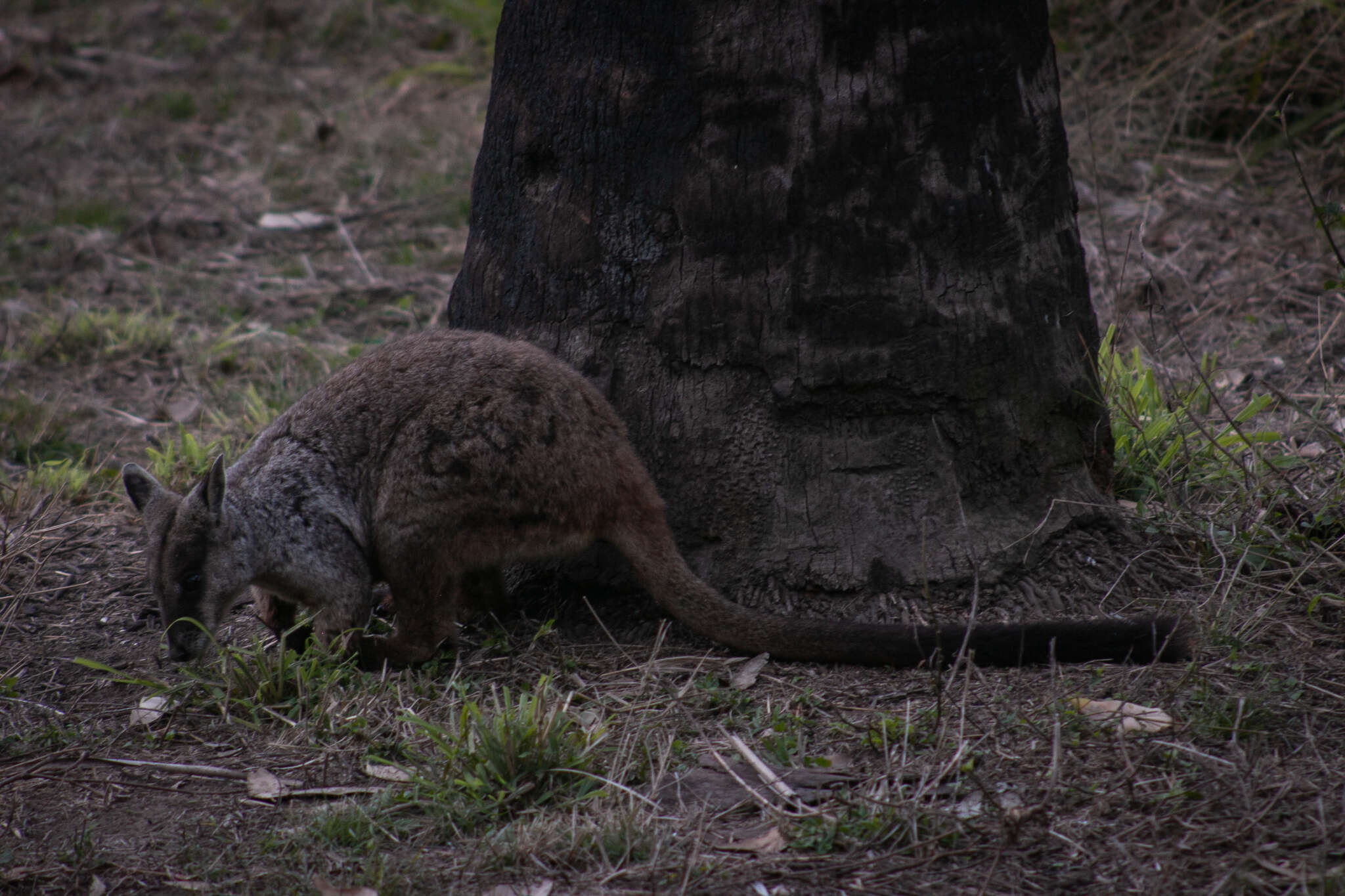 Image of Brush-tailed Rock Wallaby