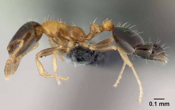 Monomorium floricola (Jerdon 1851) resmi