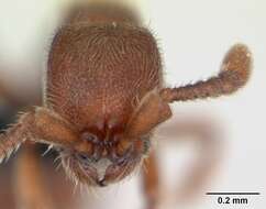 Image of Ant