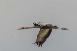 Image of White-naped Crane