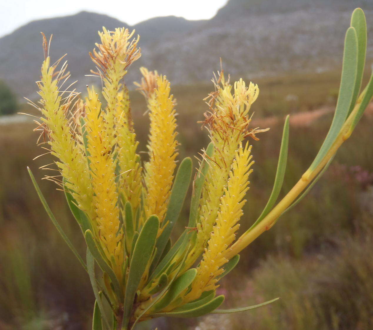 Image of Featherbush