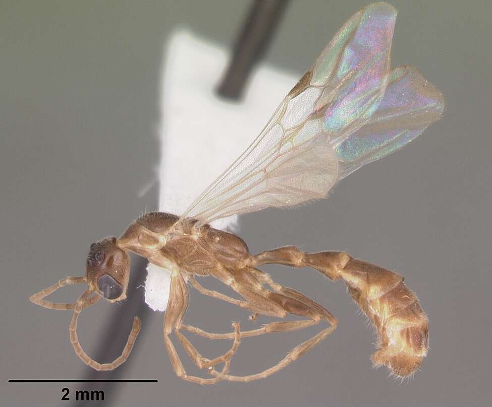 Image of Pseudomyrmex pallidus (Smith 1855)