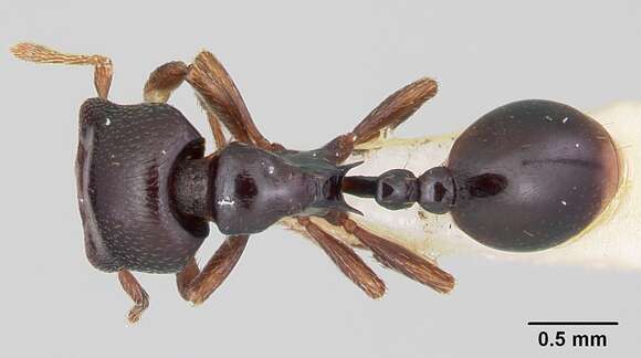 Imagem de Phalacromyrmex