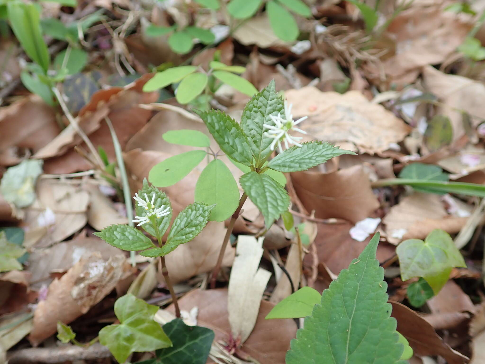 Image of Chloranthus quadrifolius (A. Gray) H. Ohba & S. Akiyama