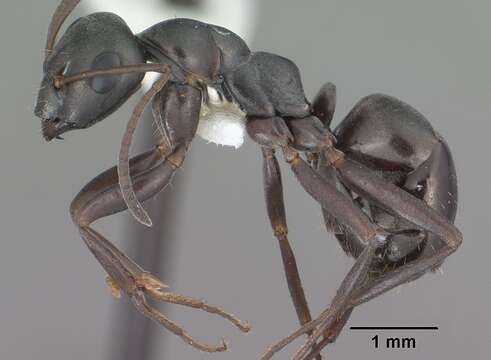 Image of Negro ant