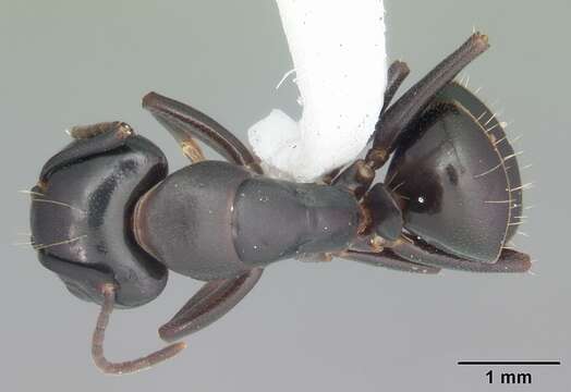 Image of Camponotus nearcticus Emery 1893