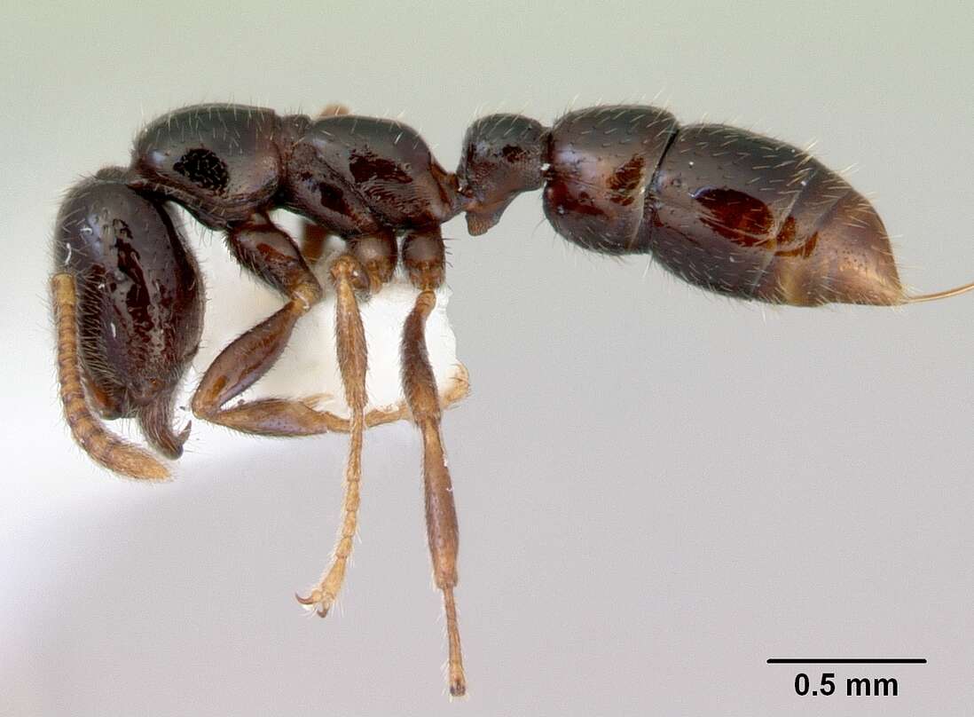 Onychomyrmex doddi Wheeler 1916的圖片