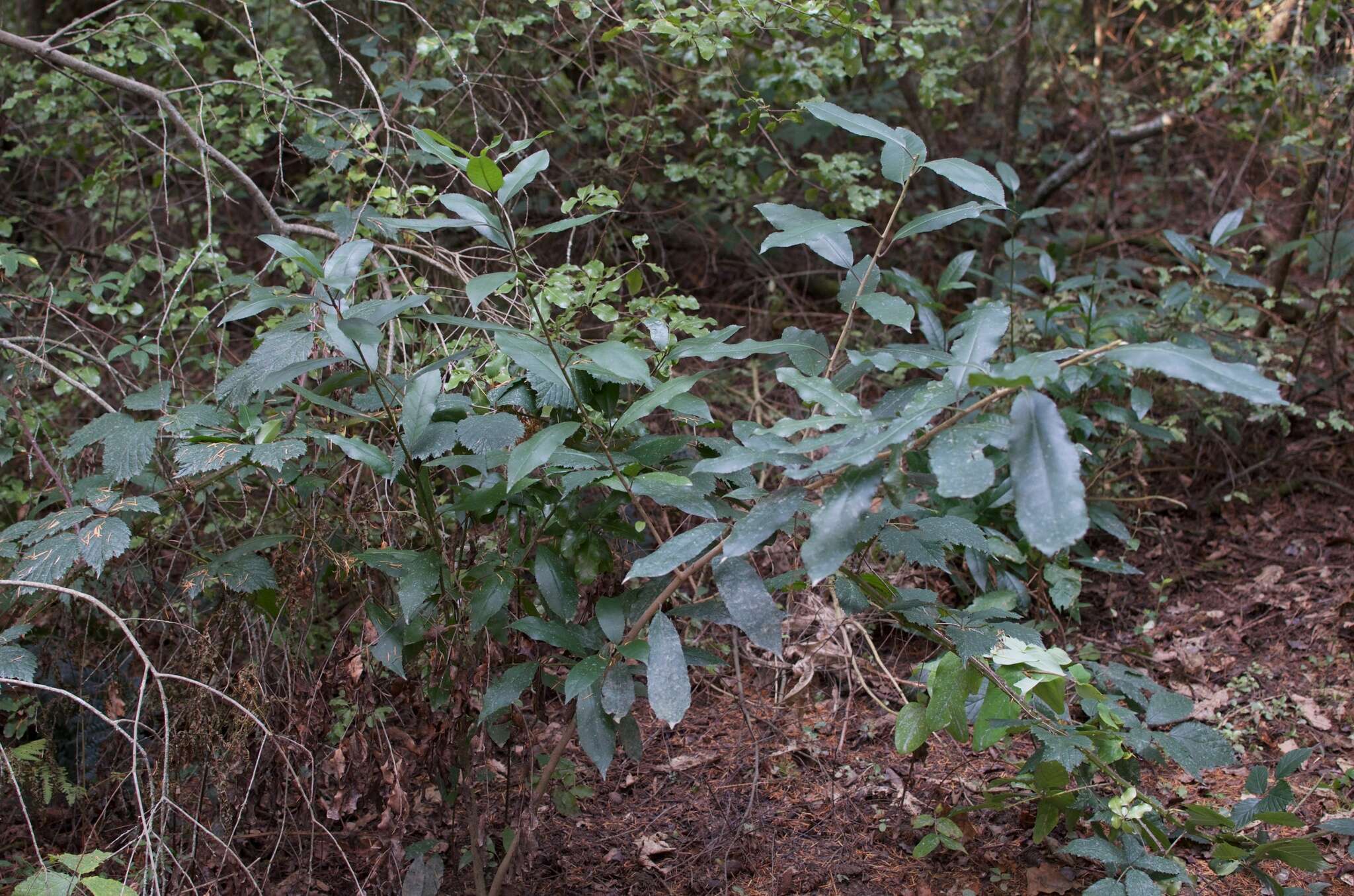 Plancia ëd Melicytus ramiflorus J. R. Forster & G. Forster