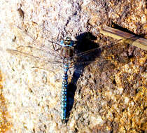 Image of Azure Hawker