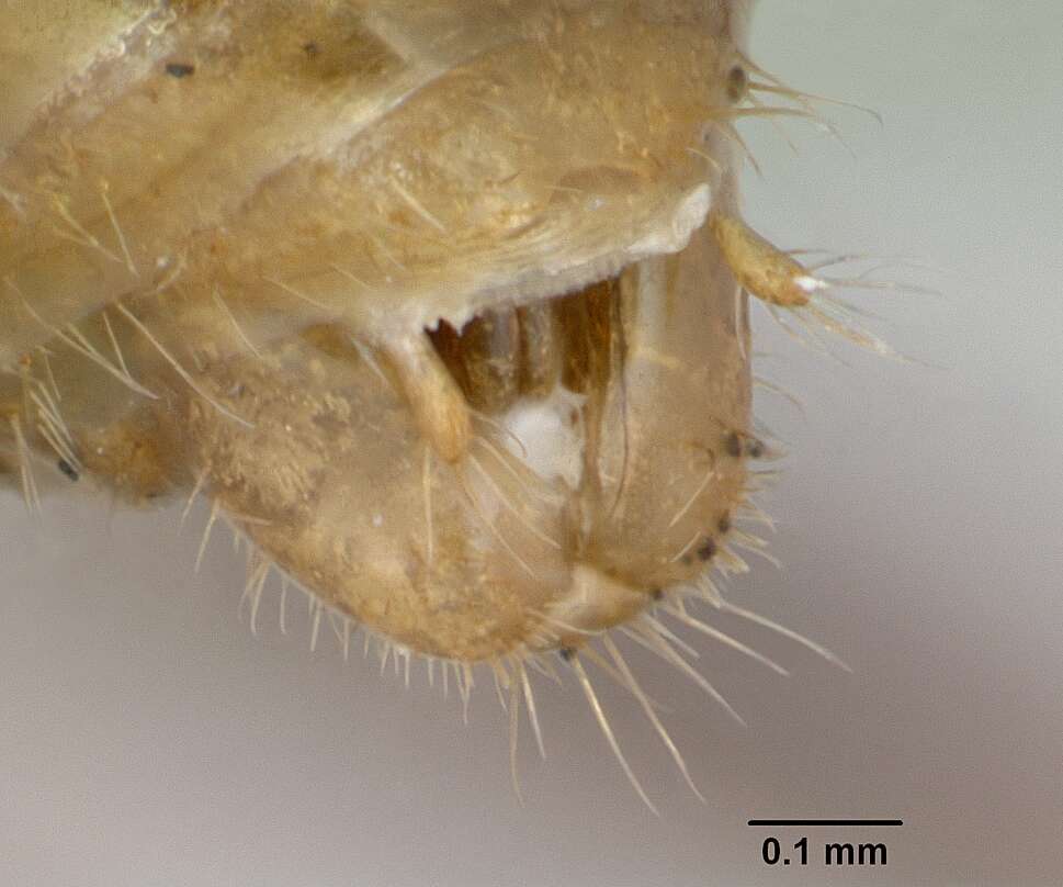 Image of Myrmica ruginodis Nylander 1846