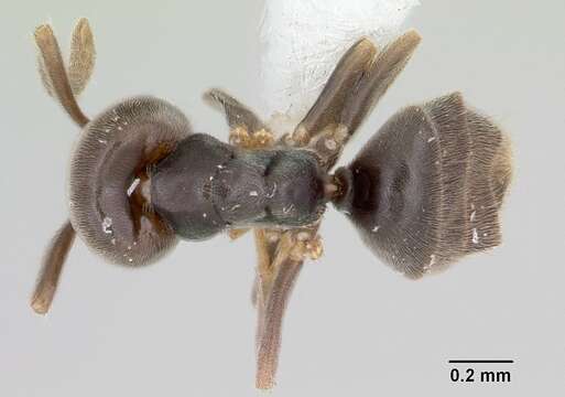 Imagem de Bothriomyrmex paradoxus