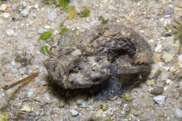 Image of Estuarine stonefish