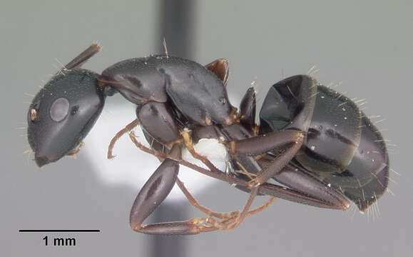 Image of Camponotus nearcticus Emery 1893