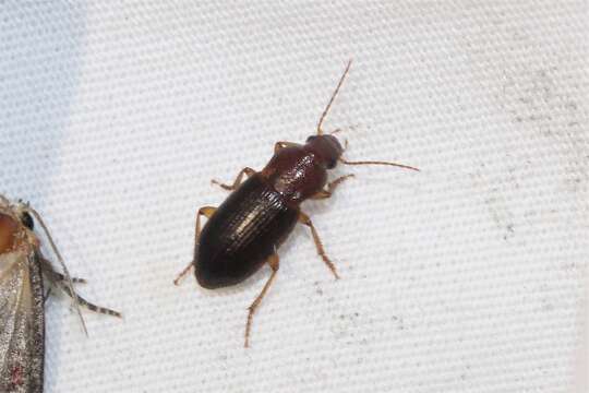 Image of Ground beetle