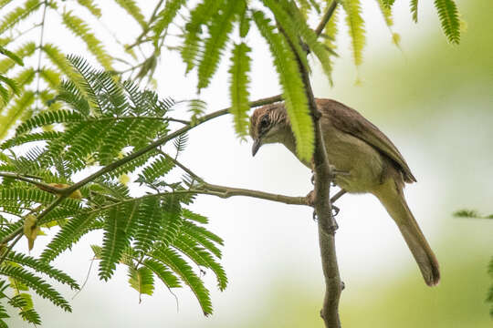 Image of Streak-eared Bulbul