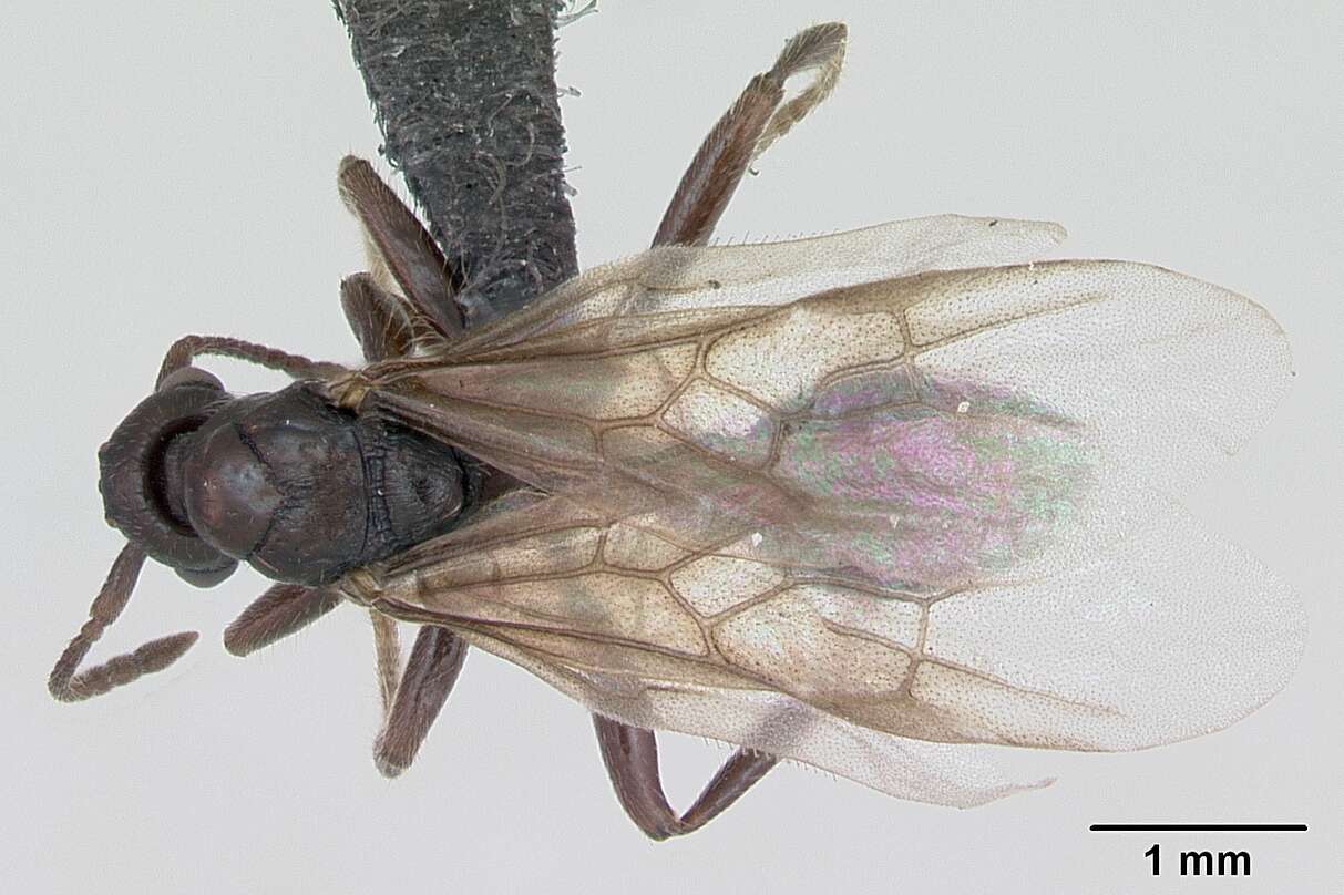 Image of Myrmica sabuleti Meinert 1861