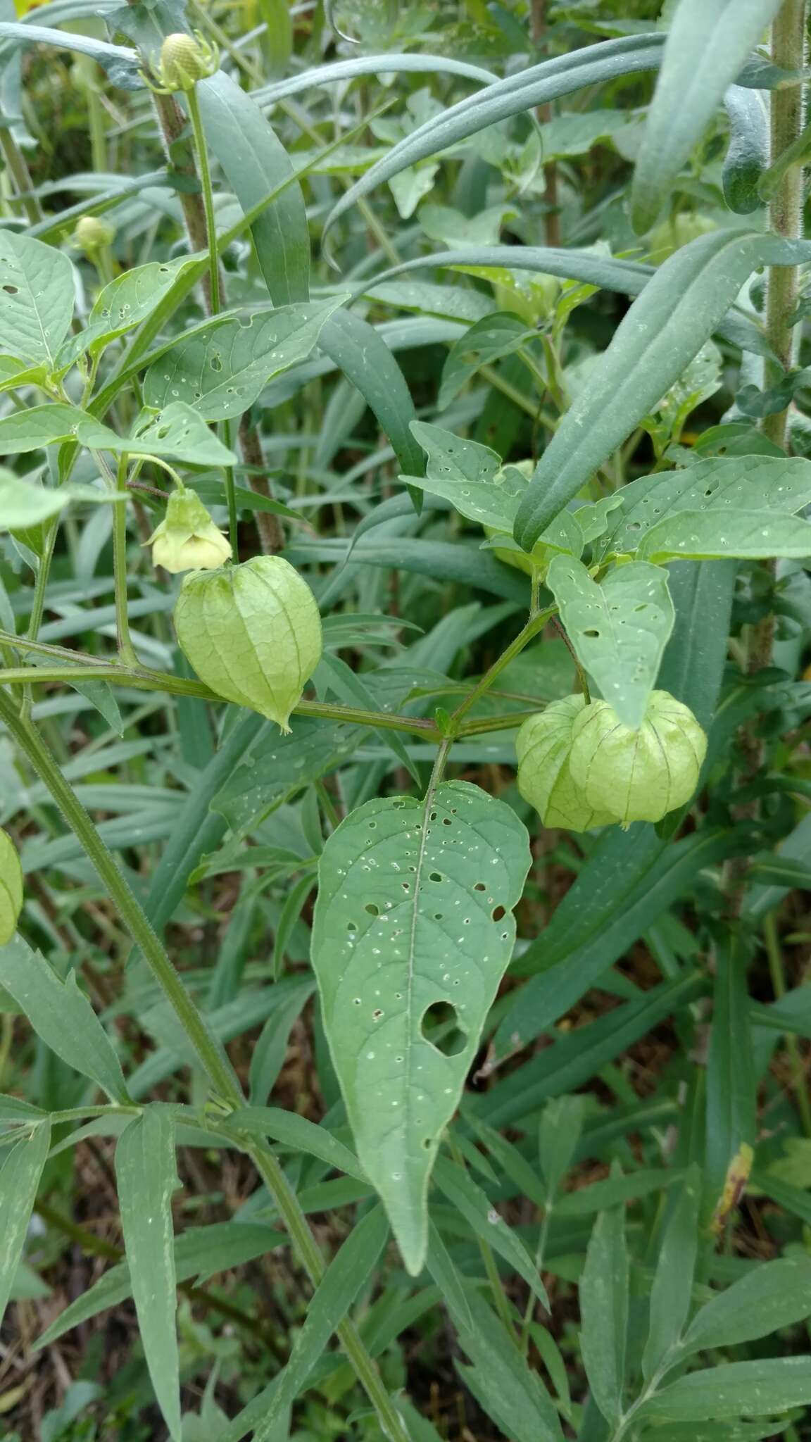 Image de Physalis longifolia var. subglabrata (Mackenzie & Bush) Cronq.