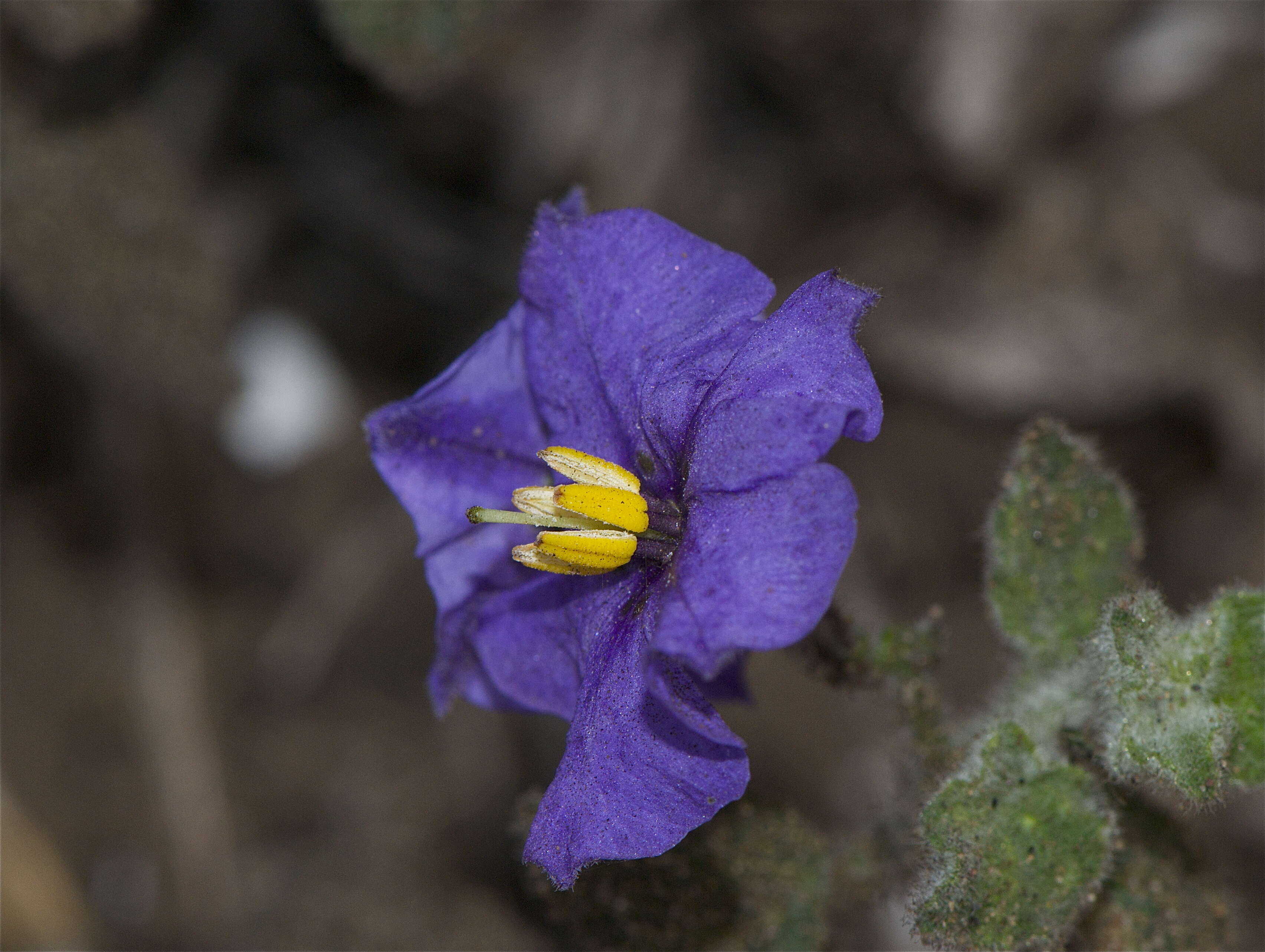 Solanum xanti A. Gray的圖片