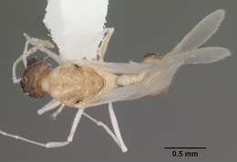 Imagem de Temnothorax curvispinosus