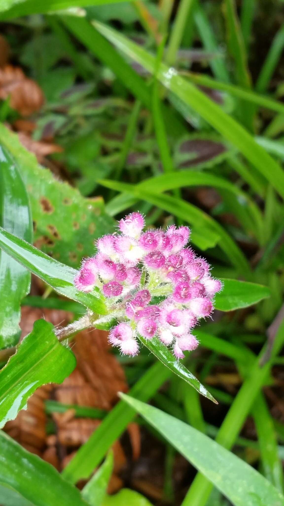 Sivun Floscopa glomerata (Willd. ex Schult. & Schult. fil.) Hassk. kuva