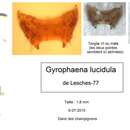 Image of Gyrophaena (Gyrophaena) lucidula Erichson 1837