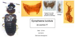 Plancia ëd Gyrophaena (Gyrophaena) lucidula Erichson 1837