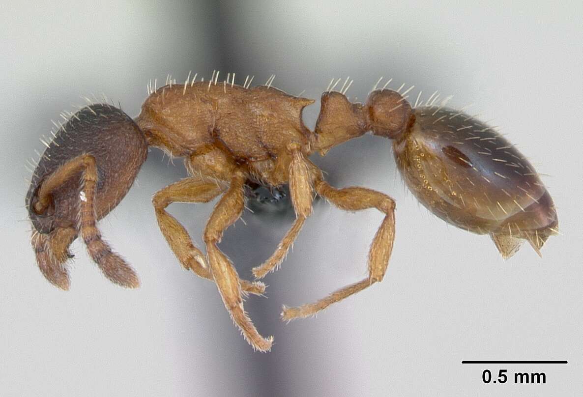 Imagem de Leptothorax muscorum (Nylander 1846)