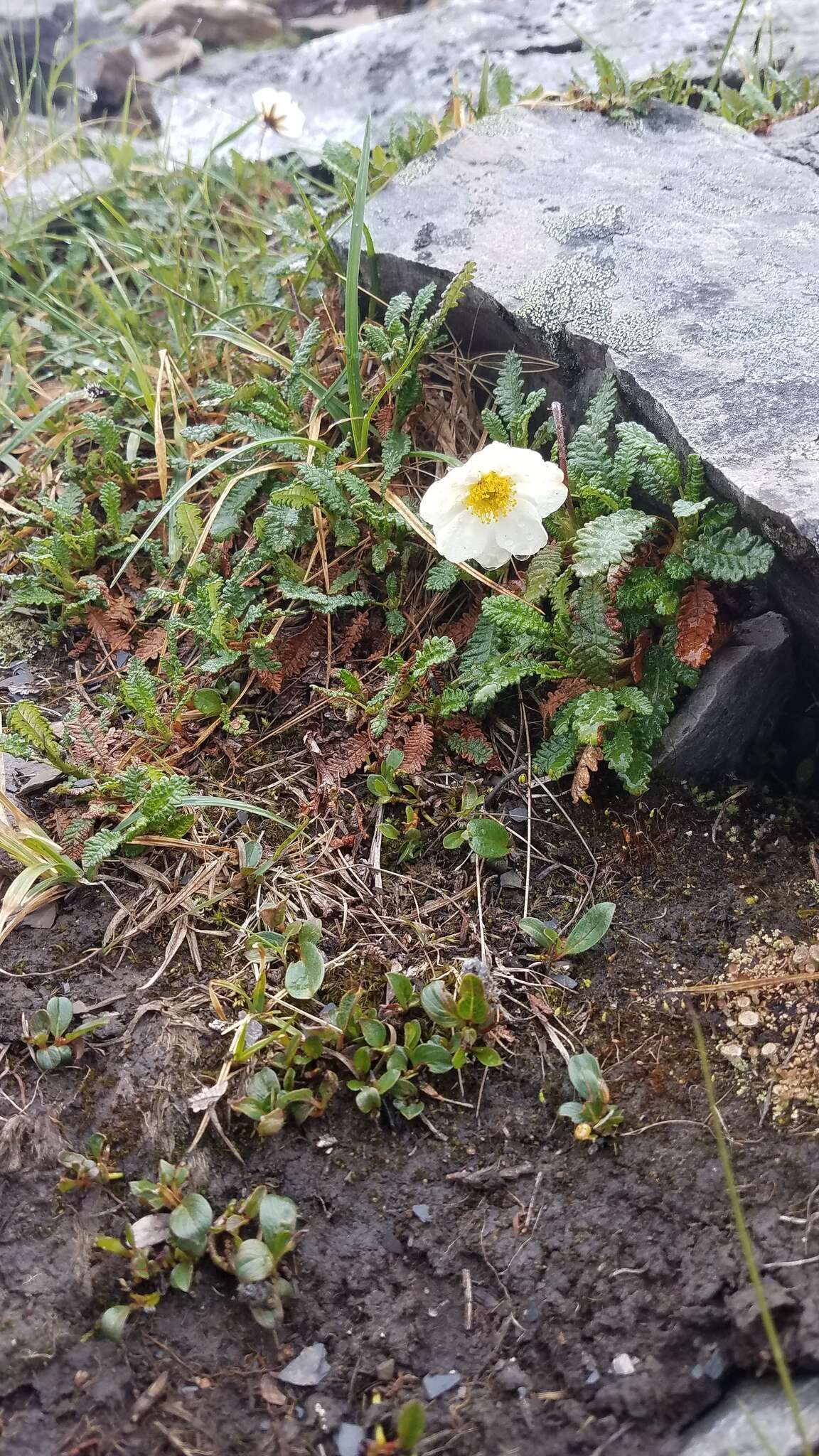 صورة Dryas octopetala subsp. alaskensis (A. Pors.) Hult.