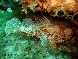 Image of Bigscale Scorpionfish